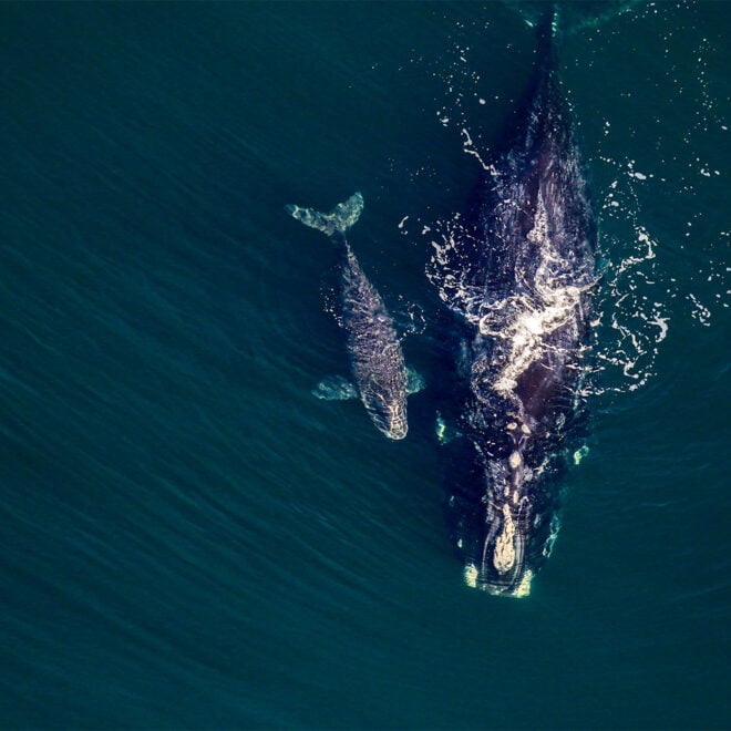 North Atlantic right whale and her 2026 calf swimming off the Florida coast