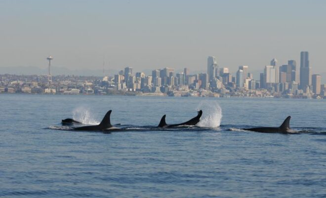 Southern Resident killer whales swim just off Seattle’s shore. NOAA experts anticipate that the West Coast and the Pacific Islands will feel the effects of the 2026–2027 El Niño event most directly. Credit: NOAA Northwest Fisheries Science Center; taken under NOAA permit #781-1824