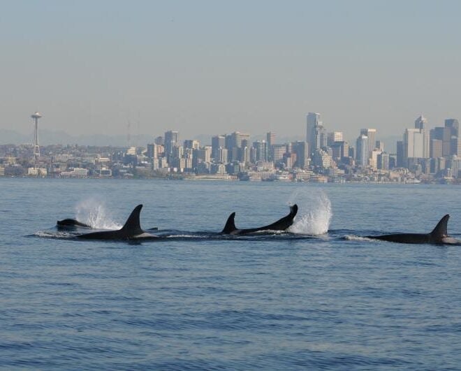 Southern Resident killer whales swim just off Seattle’s shore. NOAA experts anticipate that the West Coast and the Pacific Islands will feel the effects of the 2026–2027 El Niño event most directly. Credit: NOAA Northwest Fisheries Science Center; taken under NOAA permit #781-1824