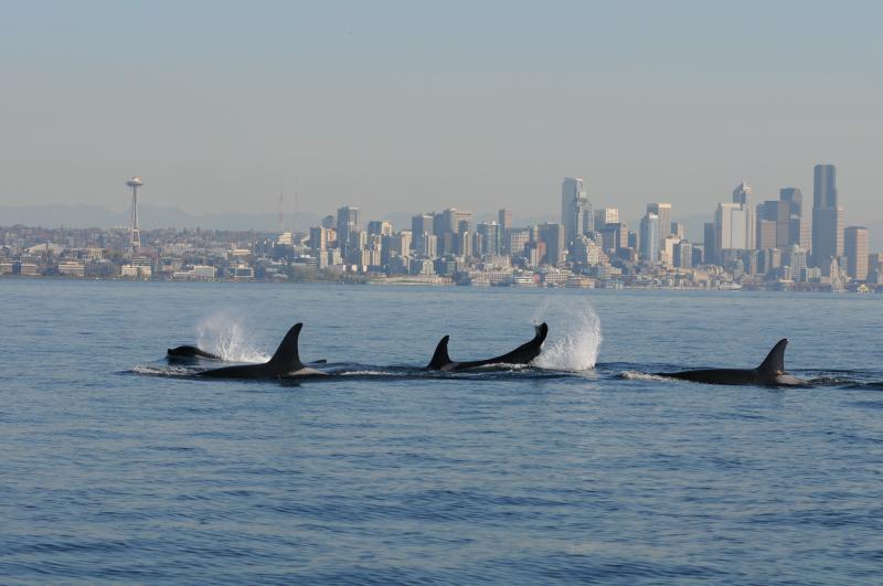 Southern Resident killer whales swim just off Seattle’s shore. NOAA experts anticipate that the West Coast and the Pacific Islands will feel the effects of the 2026–2027 El Niño event most directly. Credit: NOAA Northwest Fisheries Science Center; taken under NOAA permit #781-1824